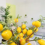 Lime Splendido X4pax -by Easylife Swiss *